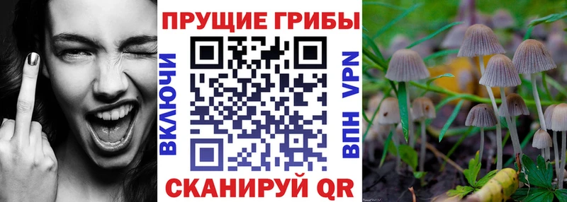Купить закладки  Валдай  Галлюциногенные грибы Cubensis 